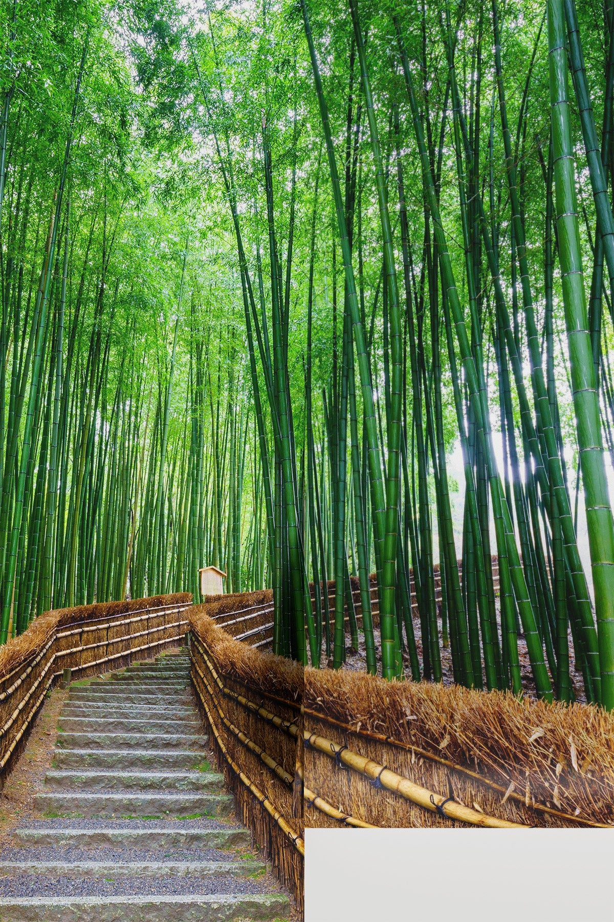 Bamboo grove Wall Mural