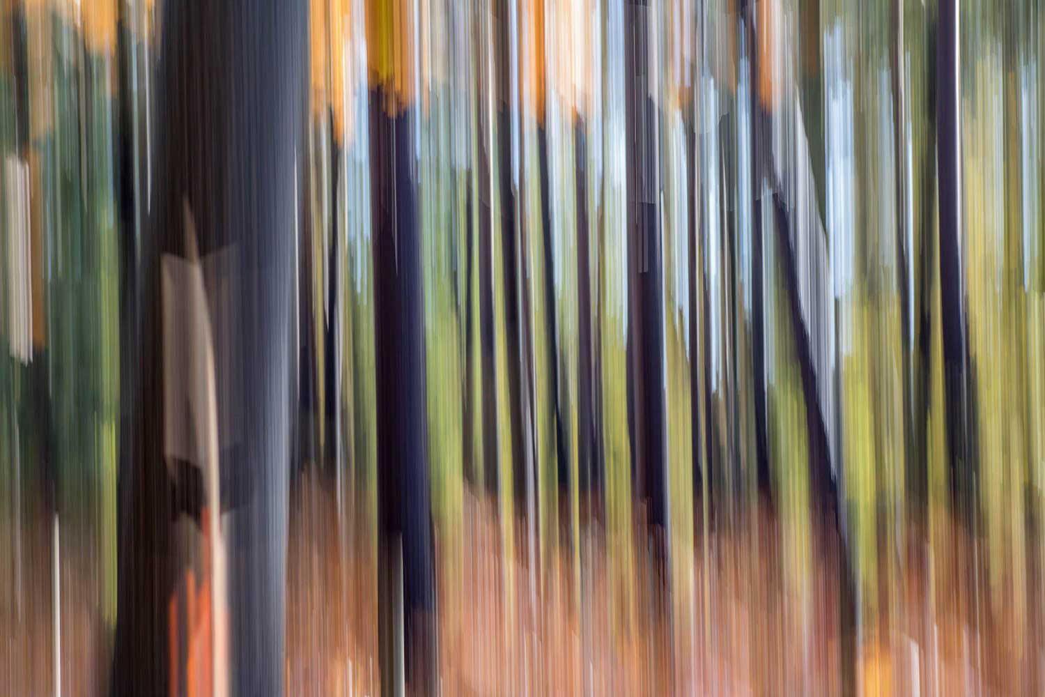 Abstract Motion Forest 2 Wall Mural - wide view - Eazywallz