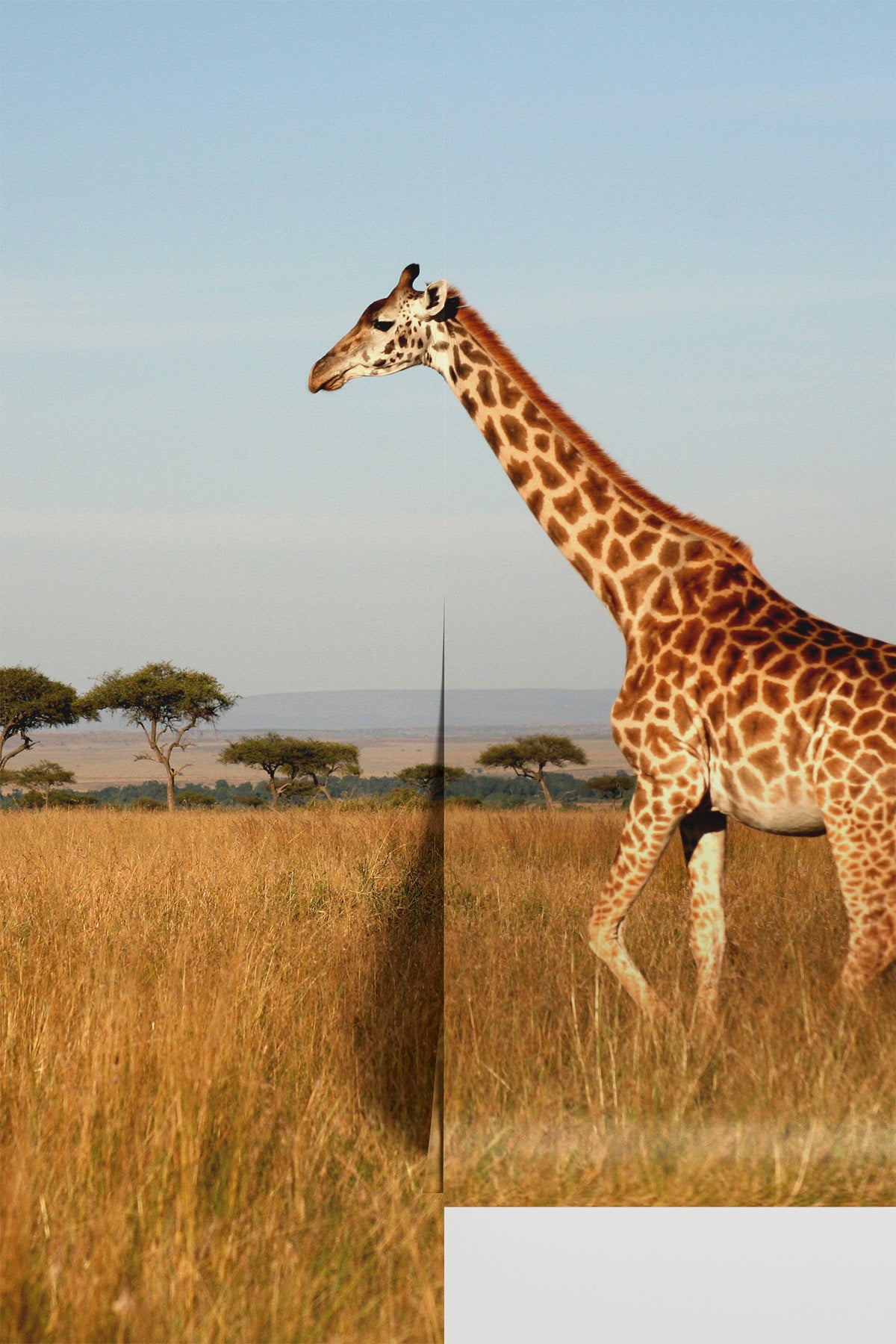 Giraffe walking through the grasslands Wall Mural