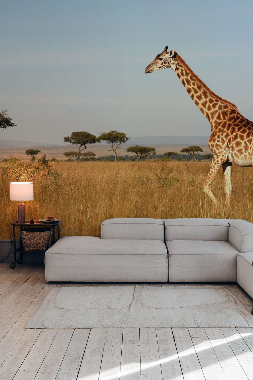 Giraffe walking through the grasslands Wall Mural