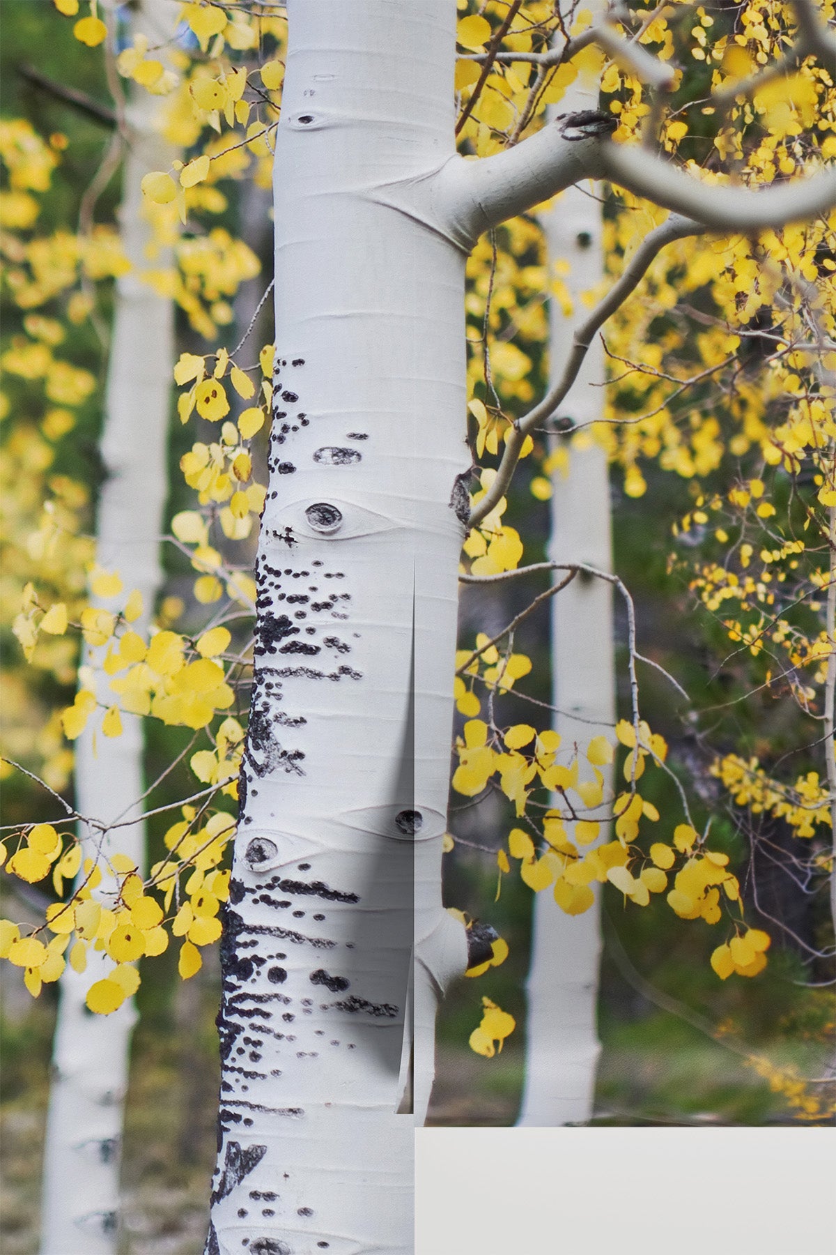 Aspen Trees wall Mural Wall Mural