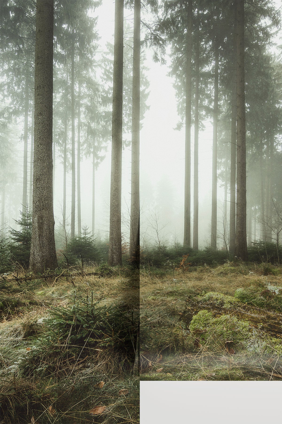 Autumn Sunrise in the Forest