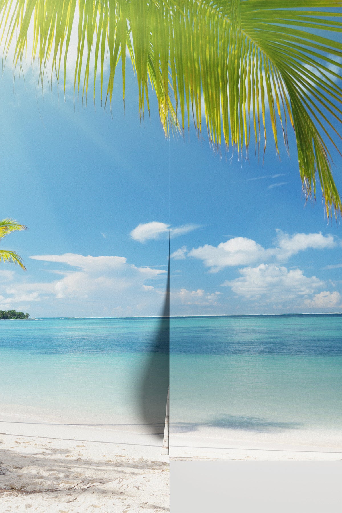 Coconut palms in sunlight Wall Mural
