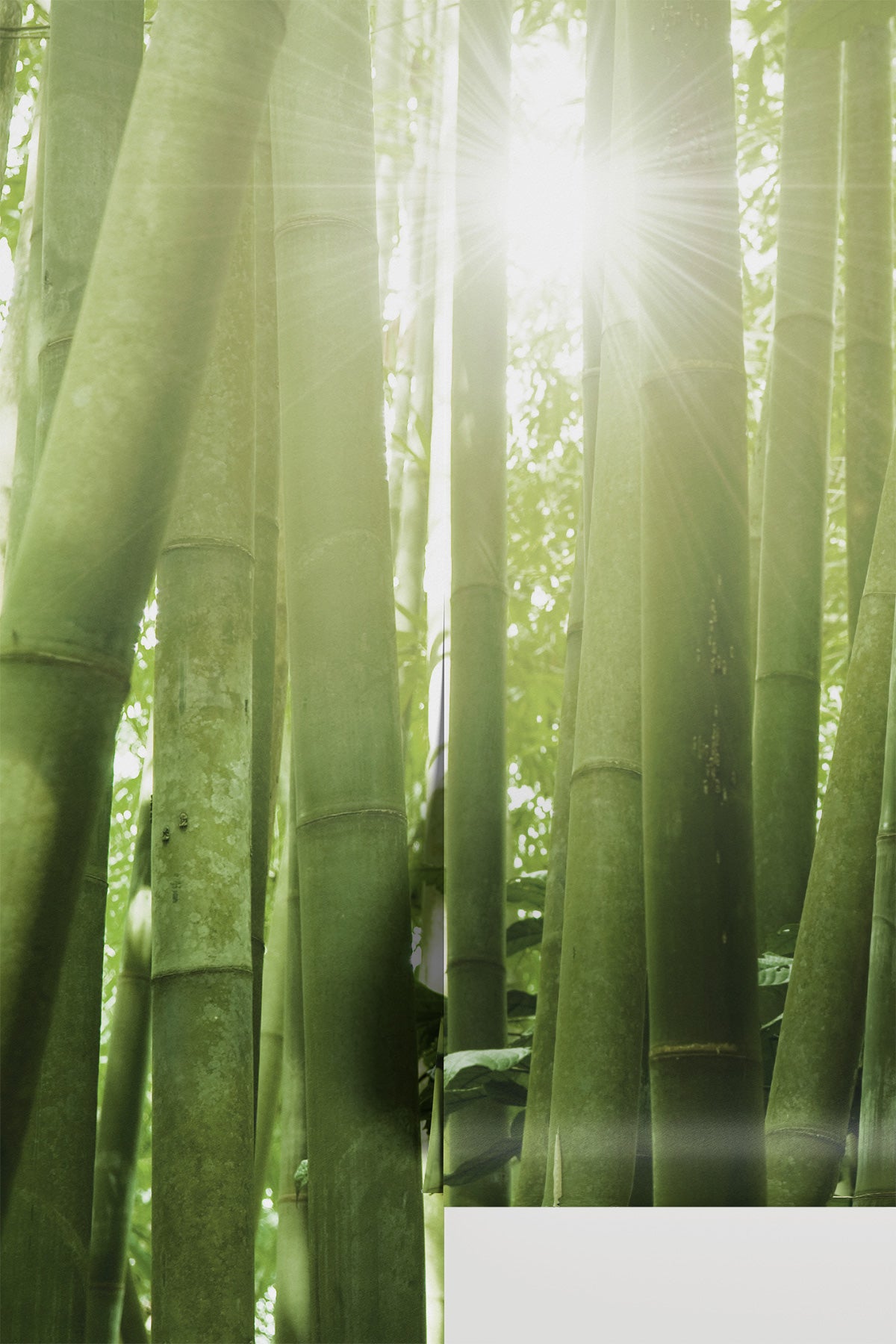 Bamboo Lightfall