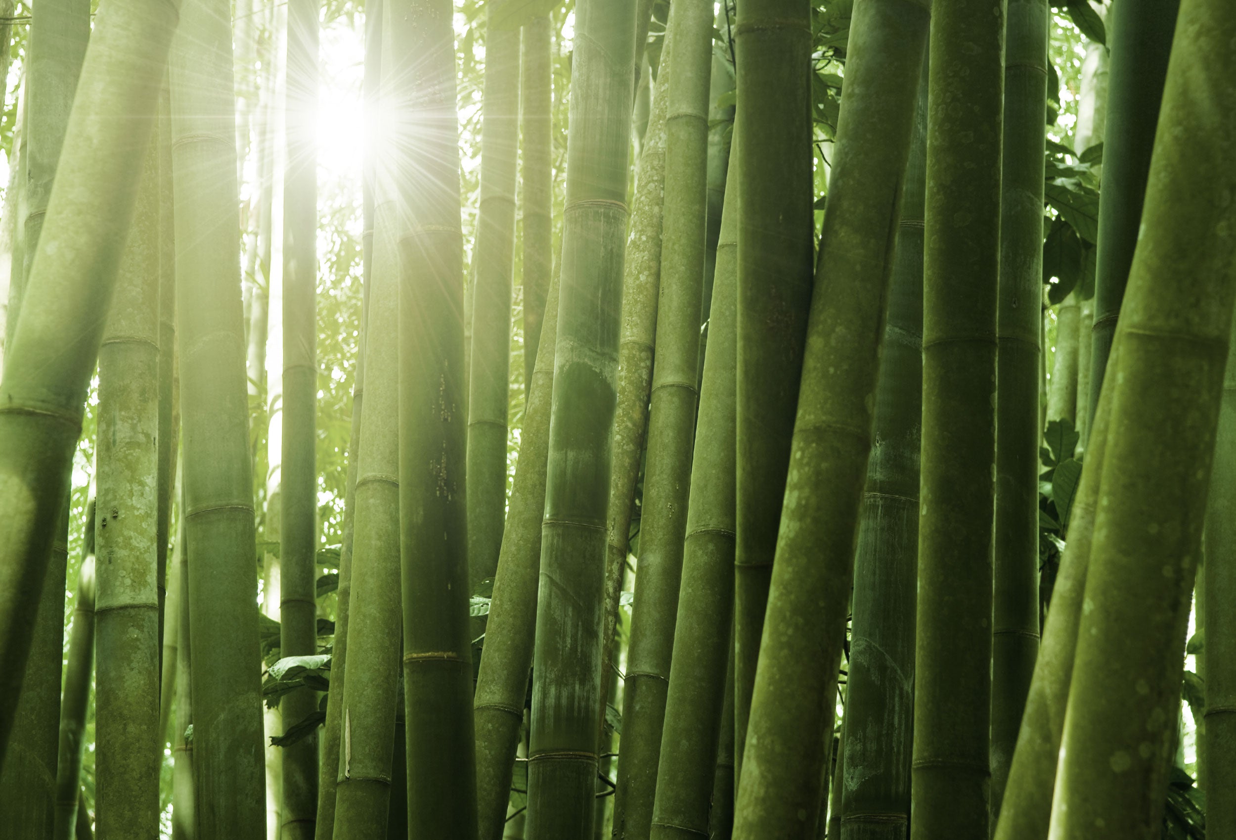 Bamboo Lightfall