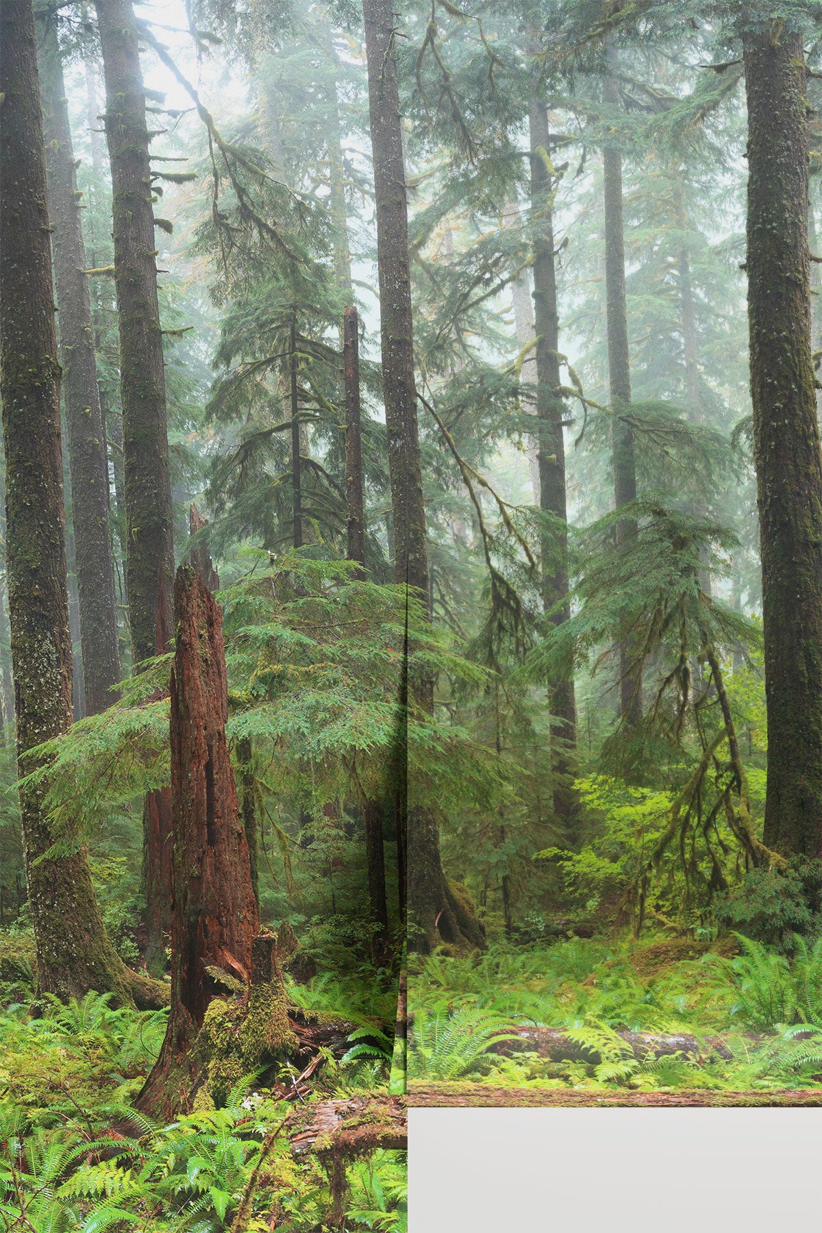 Hoh Panoramic Rain Forest