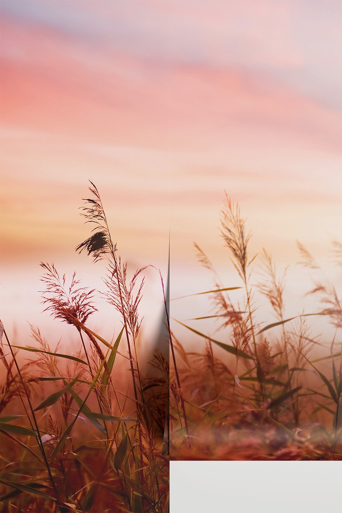 Early Morning Mist Wall Mural