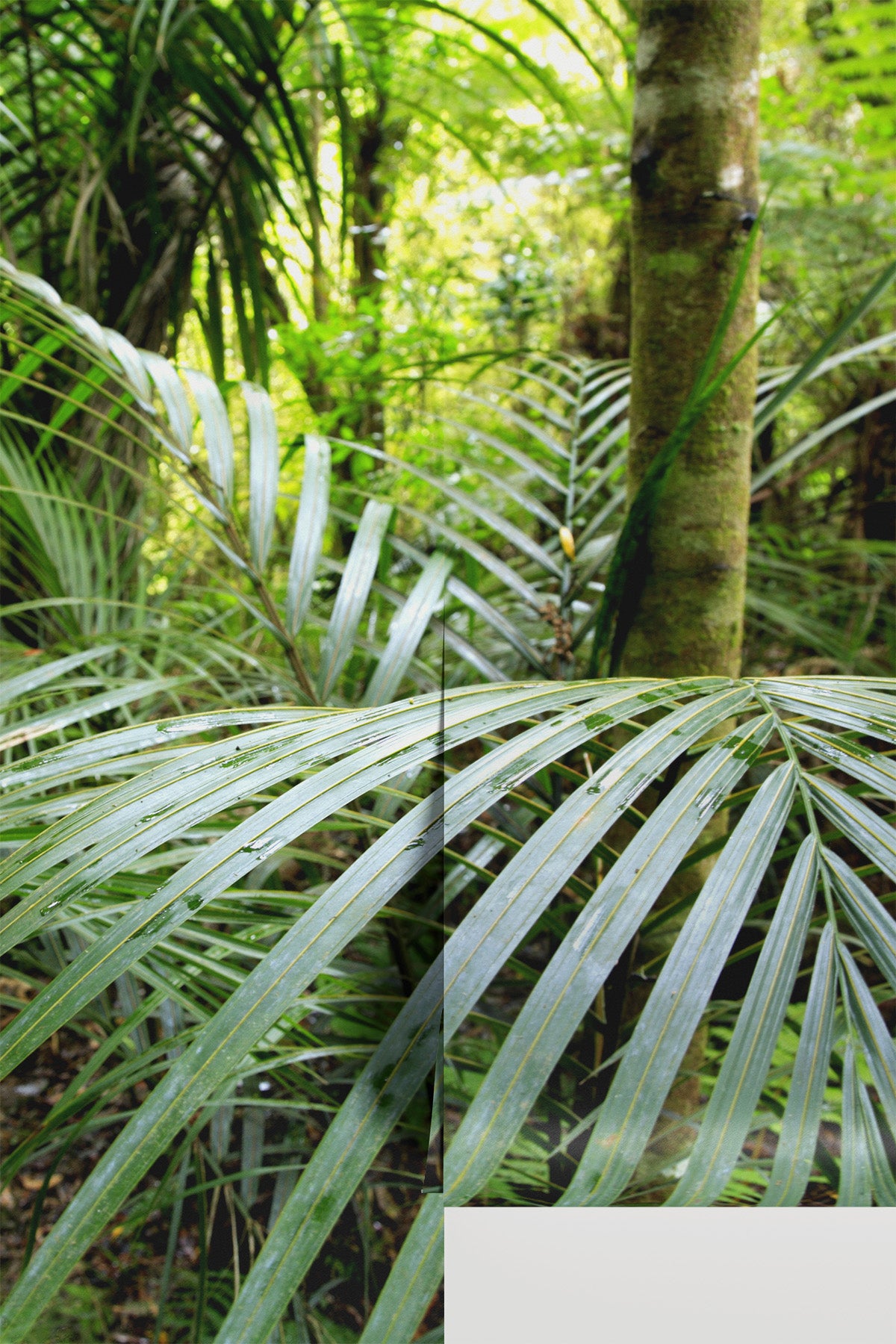 Tropical Palm Detail
