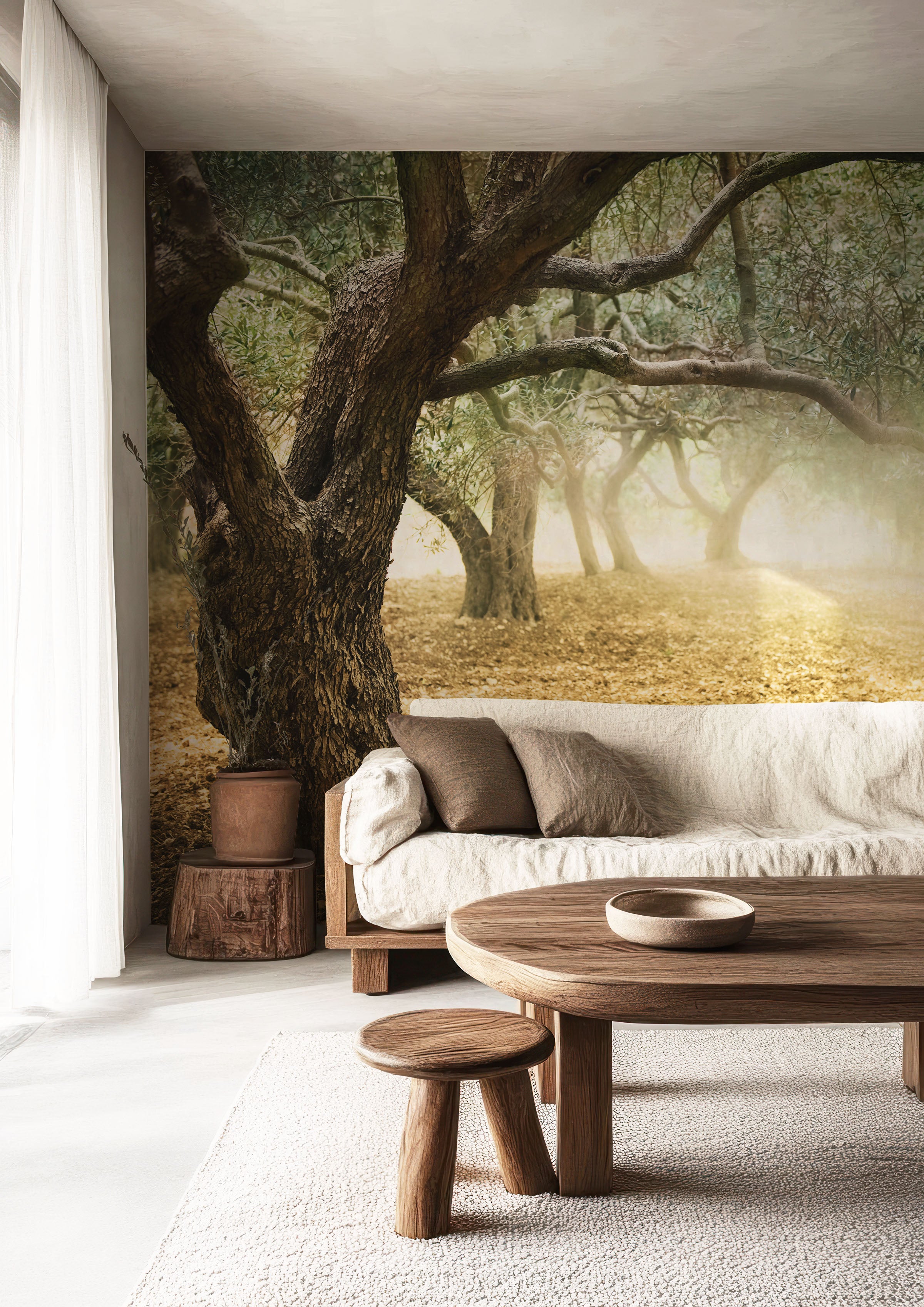 Old Olive Trees
