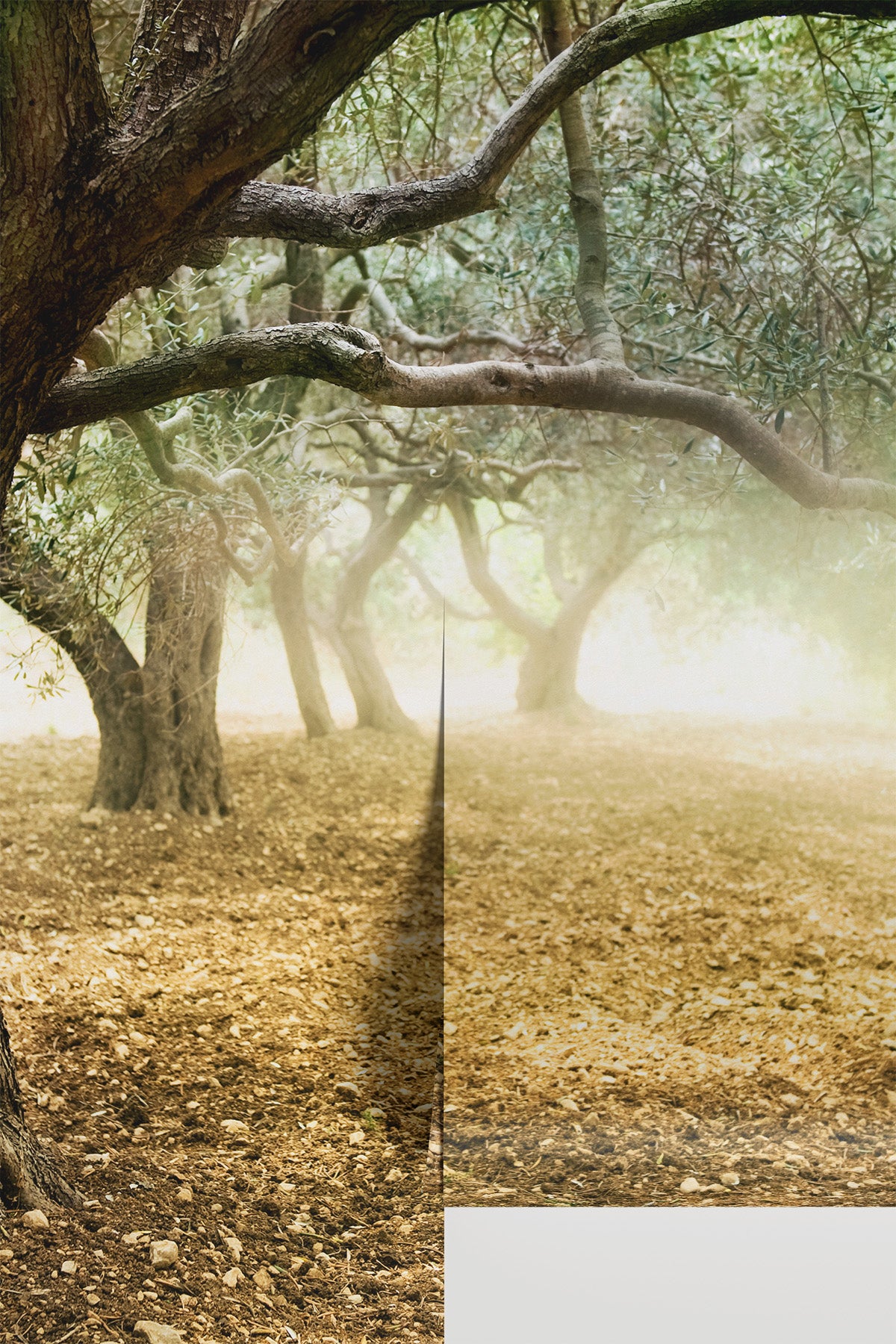Old Olive Trees