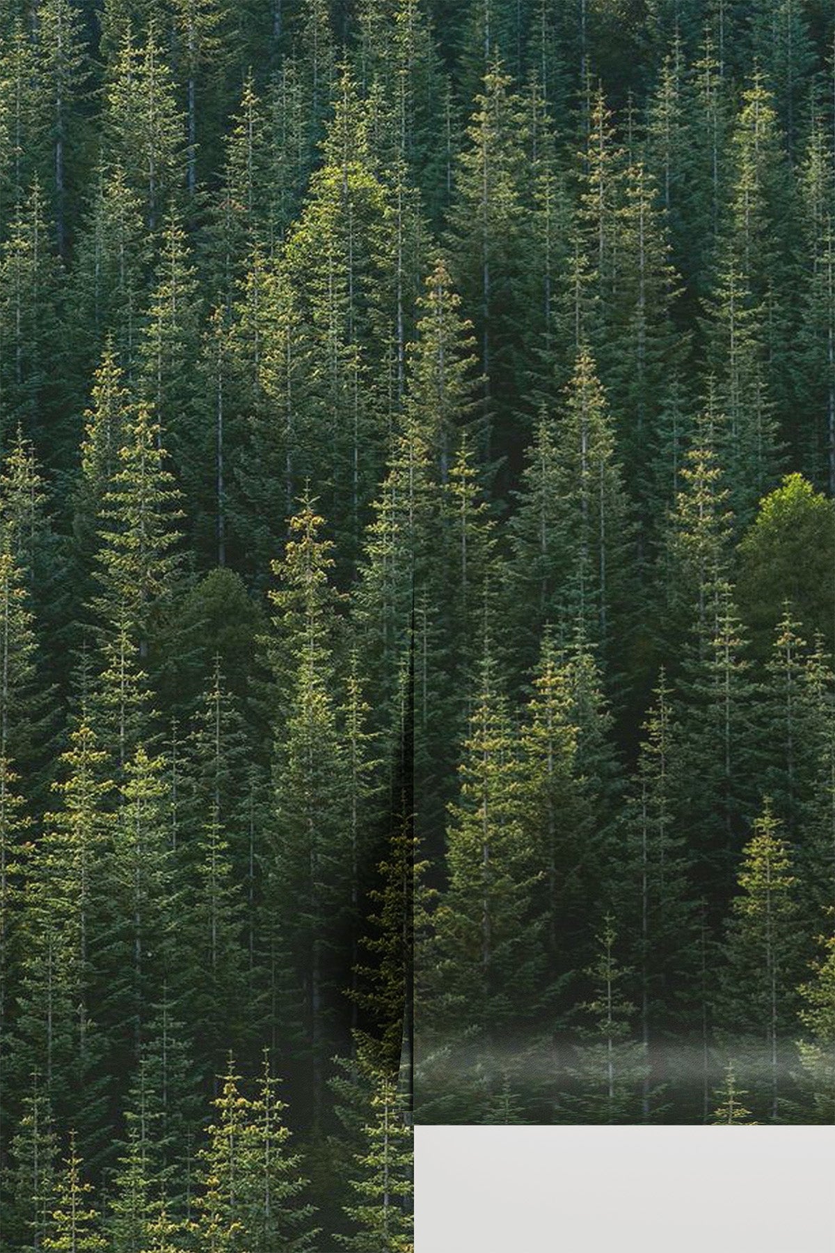 Perfect Tree Forest Line Wall Mural