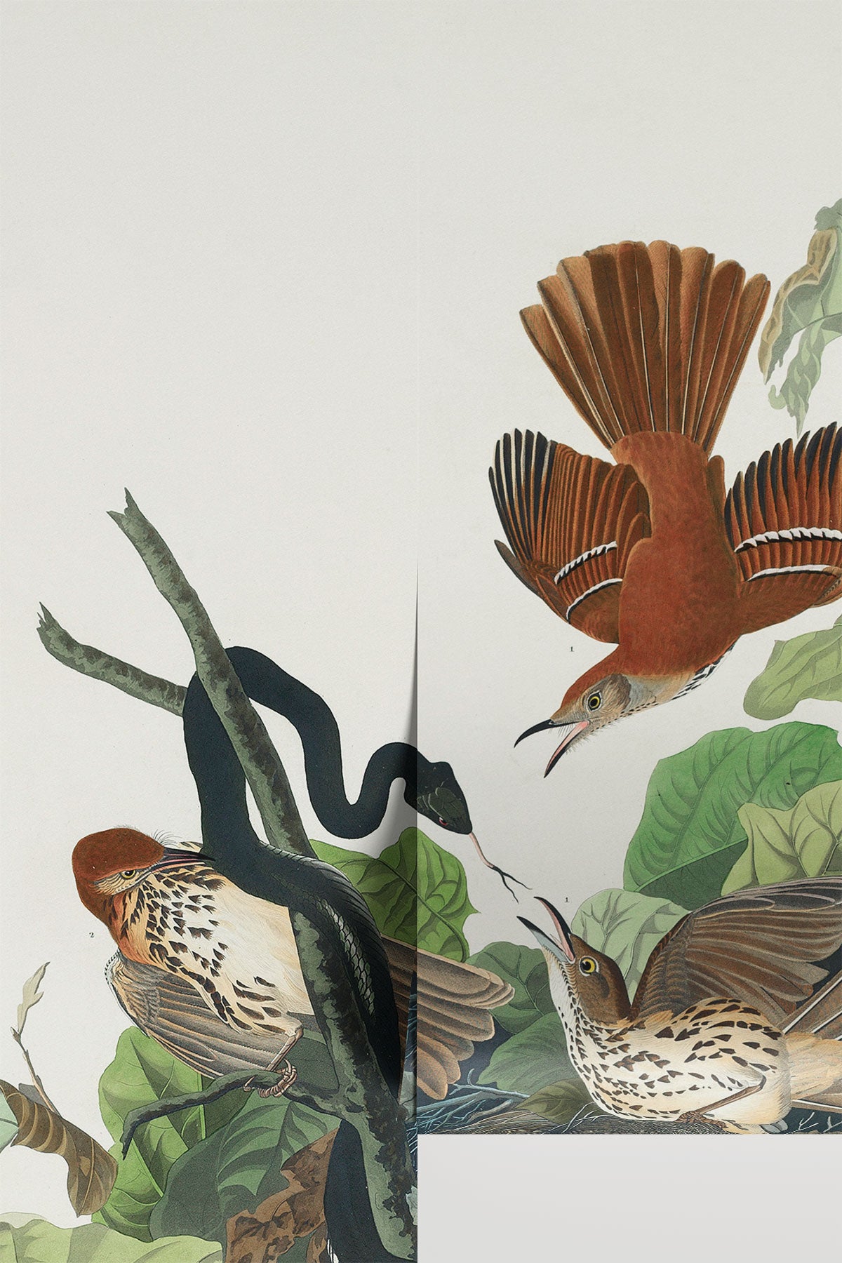 Ferruginous Thrush Wall Mural