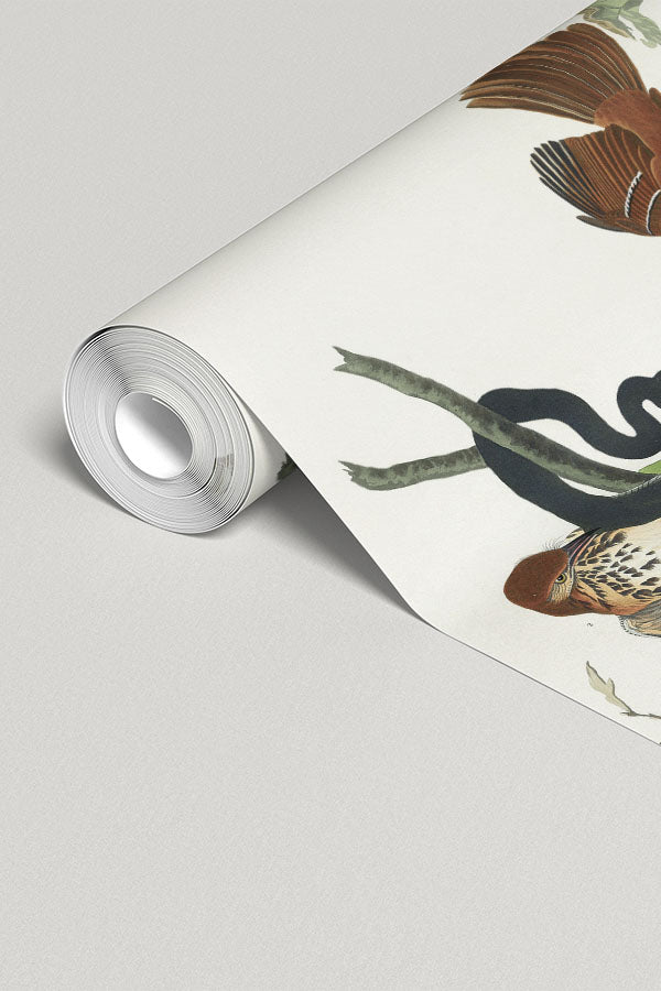 Ferruginous Thrush Wall Mural
