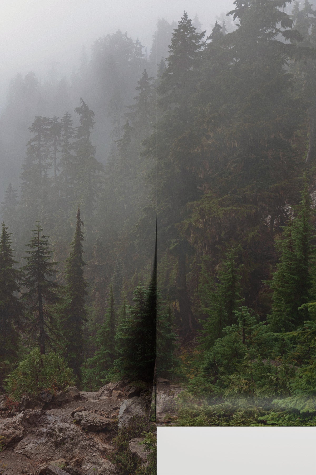 Mount Ellinor Forest