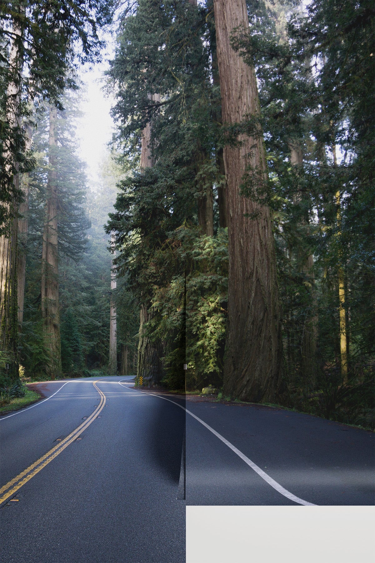 Road Through Redwood Forest