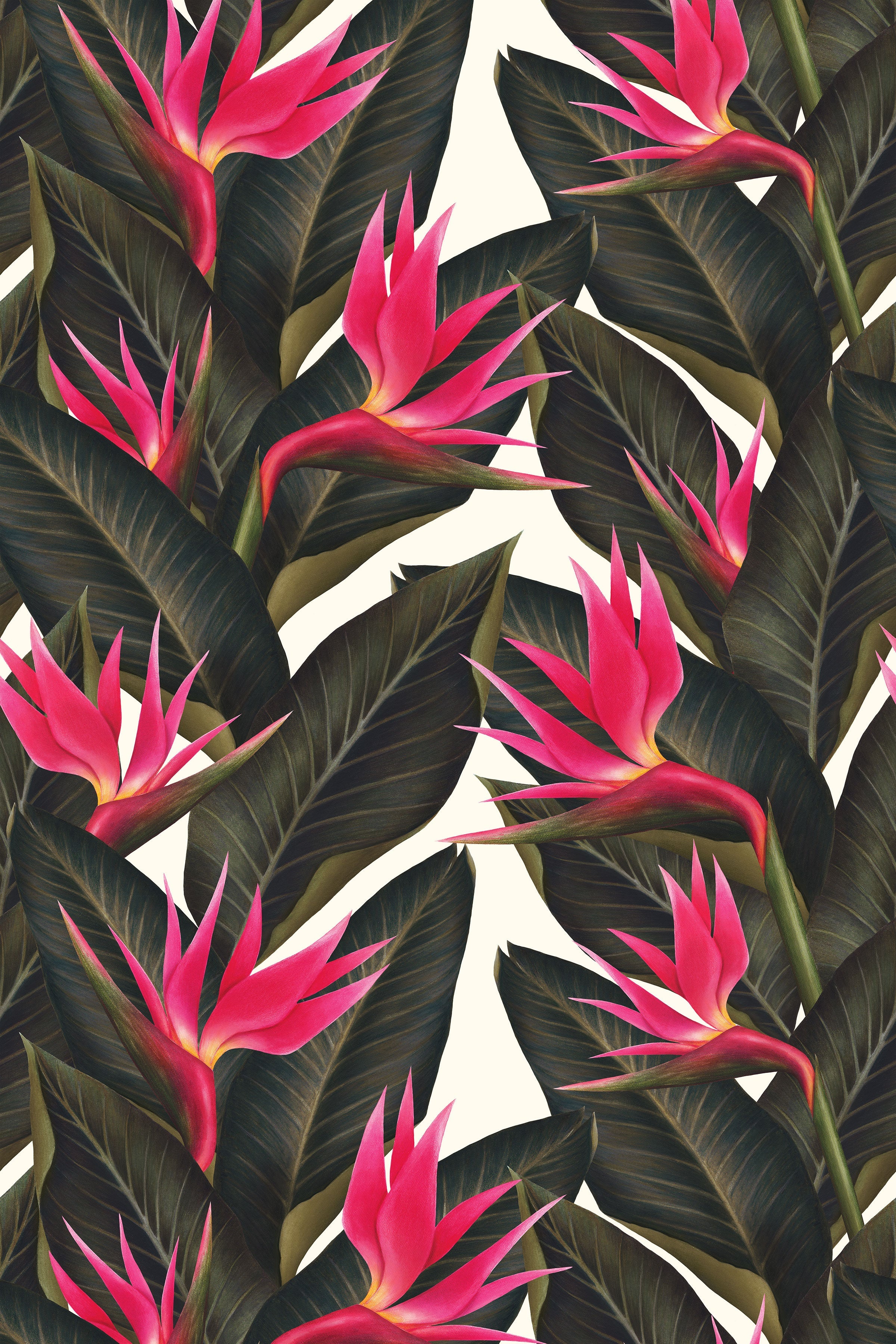 Birds of Paradise / Fuchsia