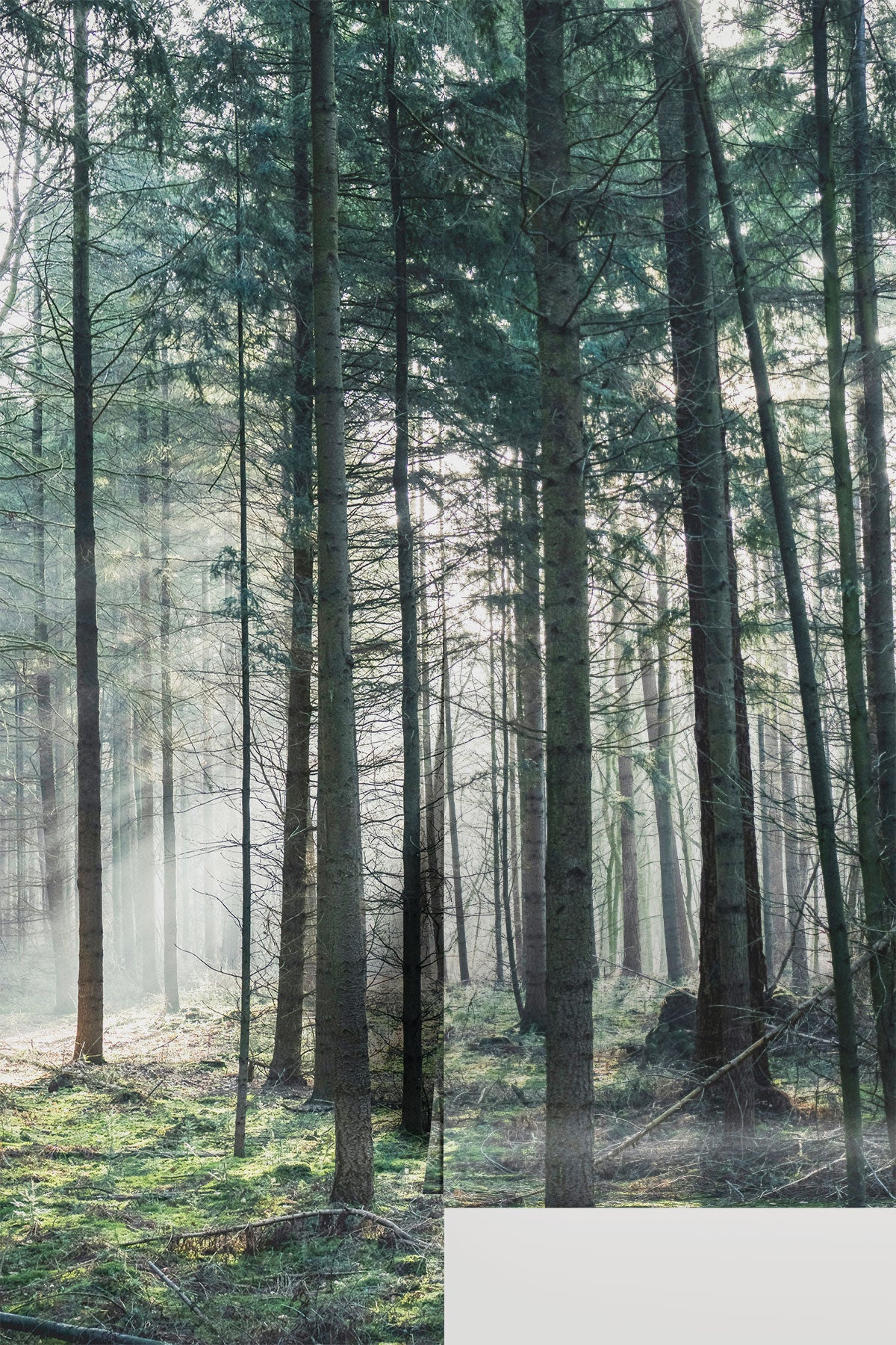 Ethereal Mist Forest Wall Mural