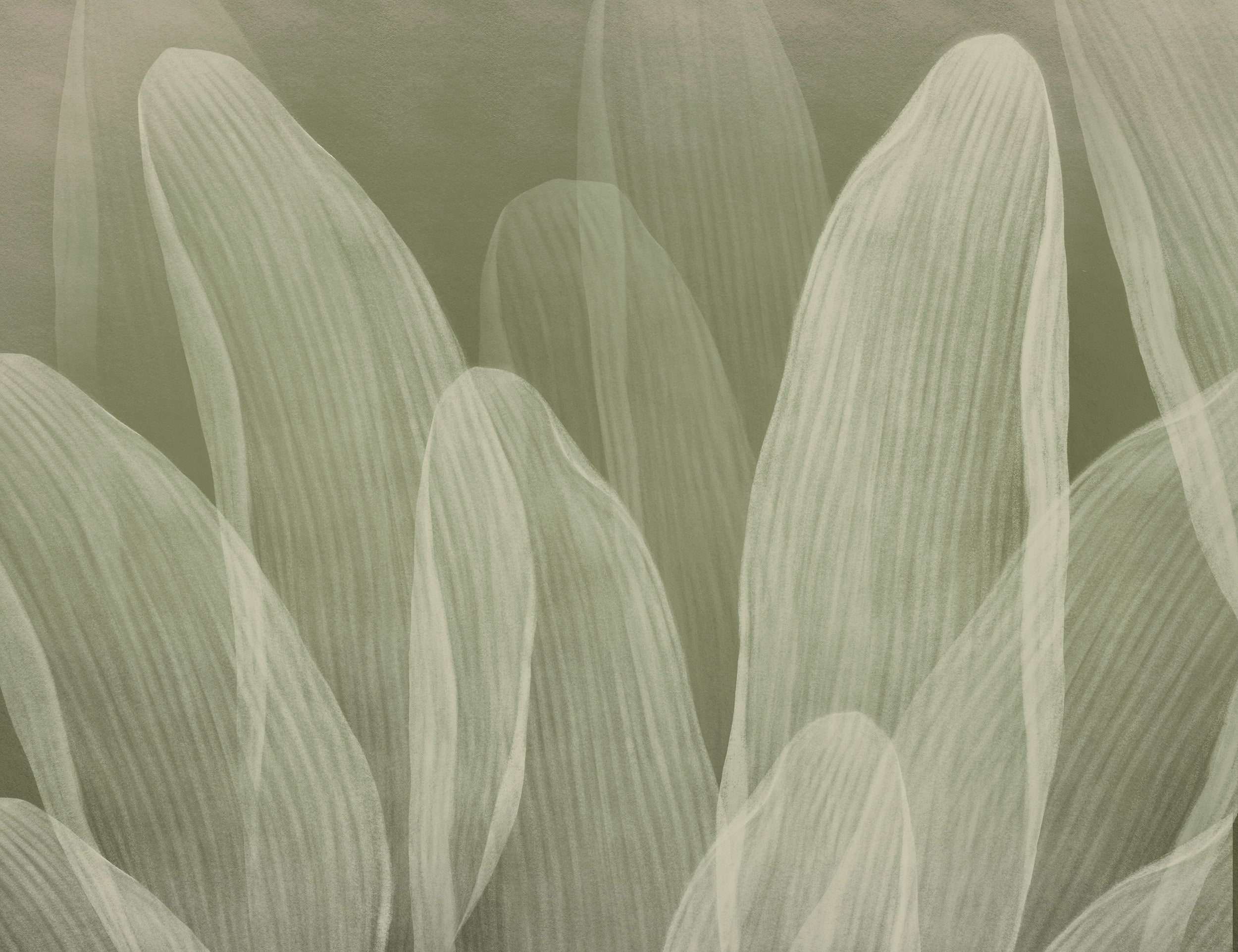 Elowen / Sage wall mural