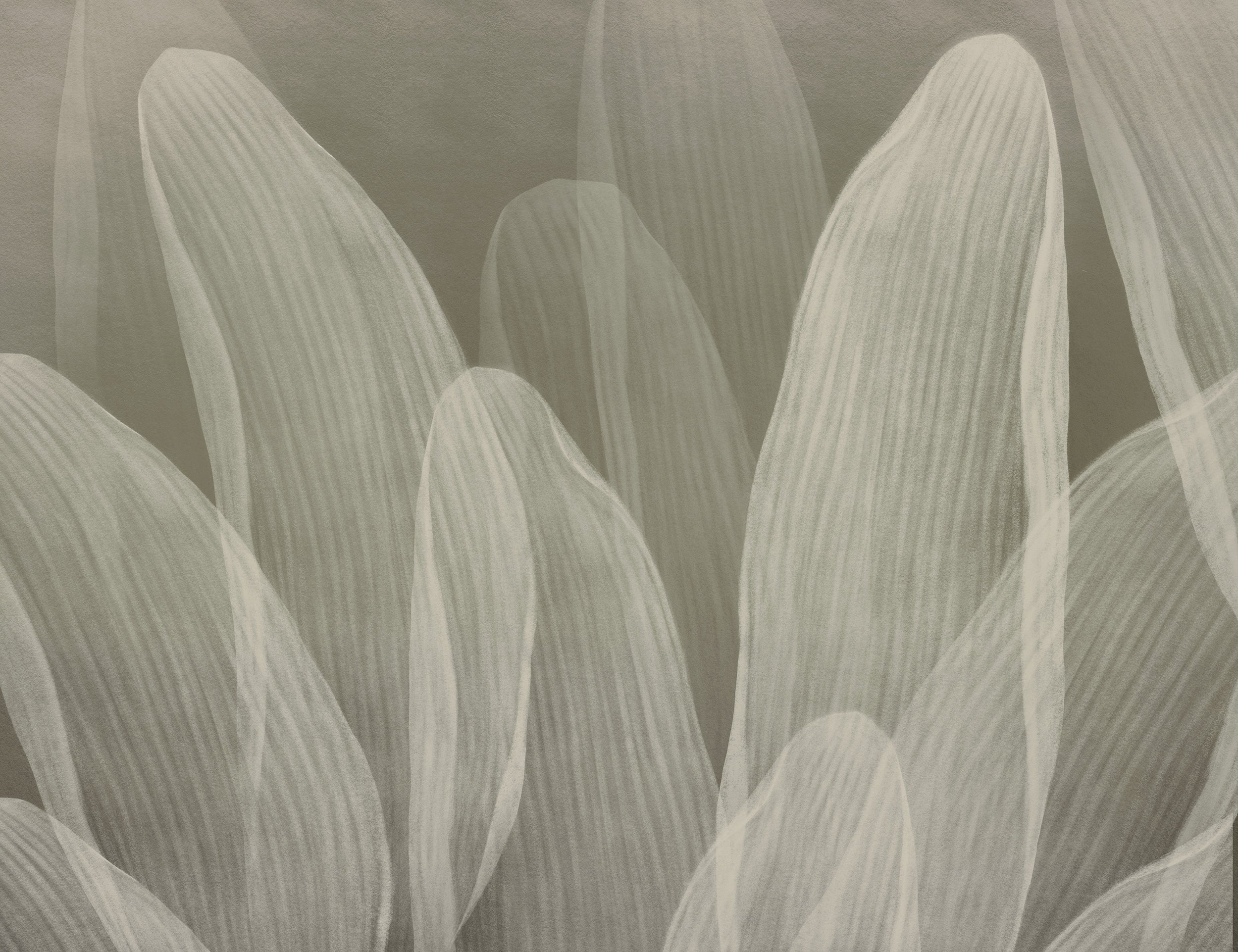 Elowen / Taupe wall mural.