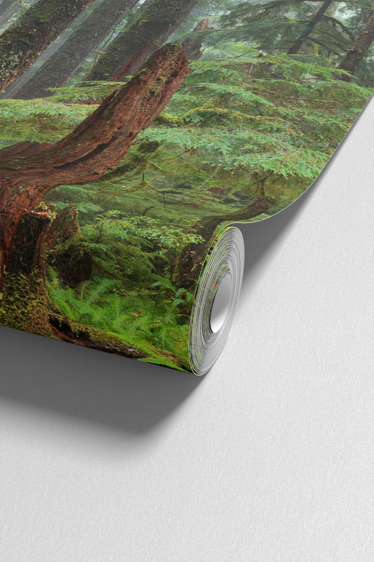 Hoh Panoramic Rain Forest