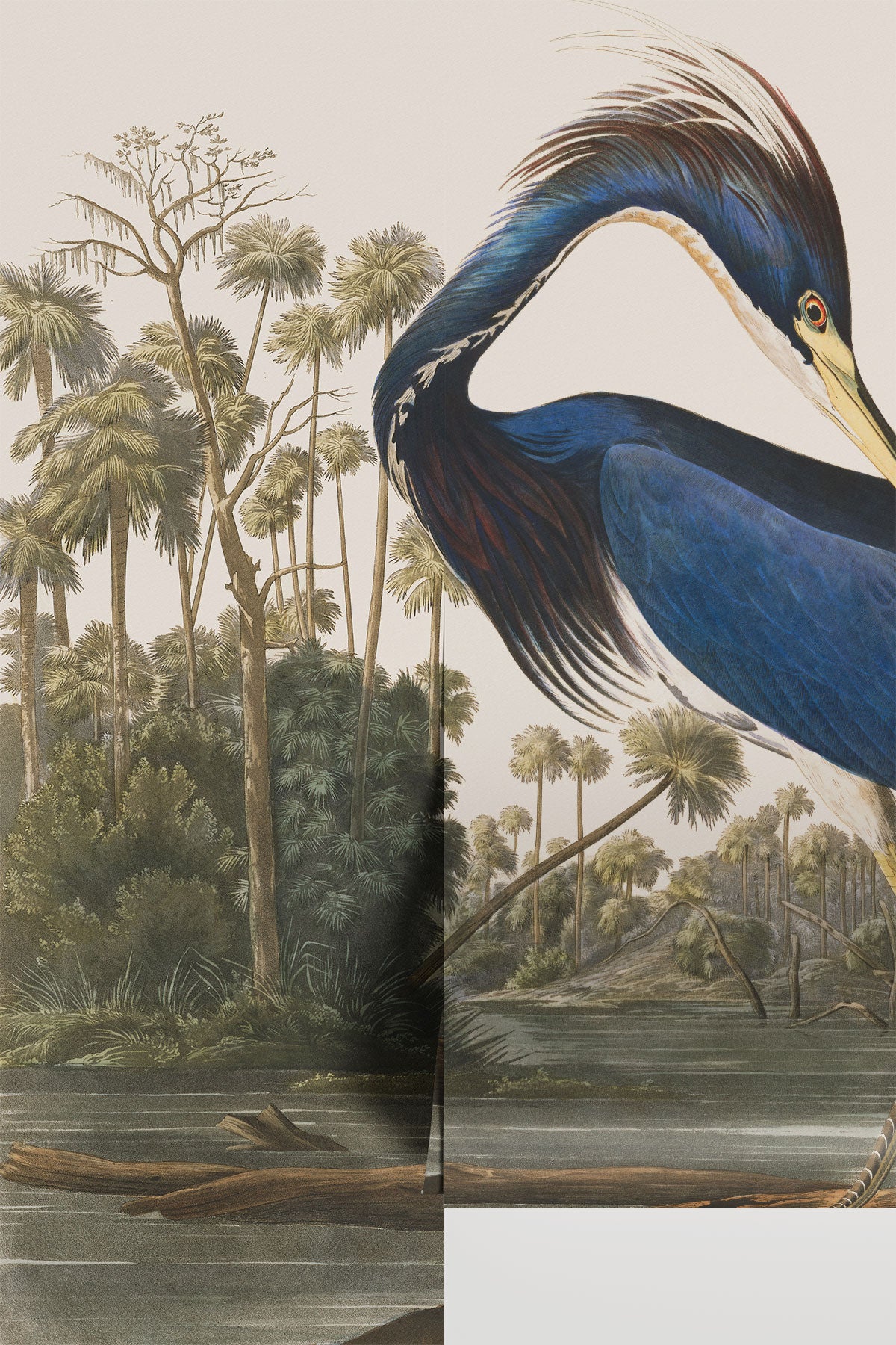 Louisiana Heron