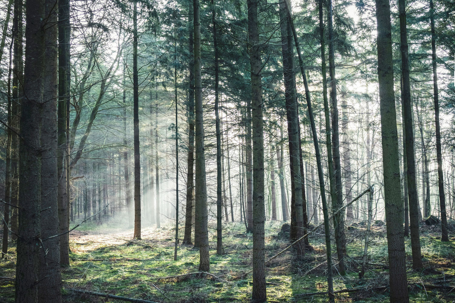 Ethereal Mist Forest Wall Mural