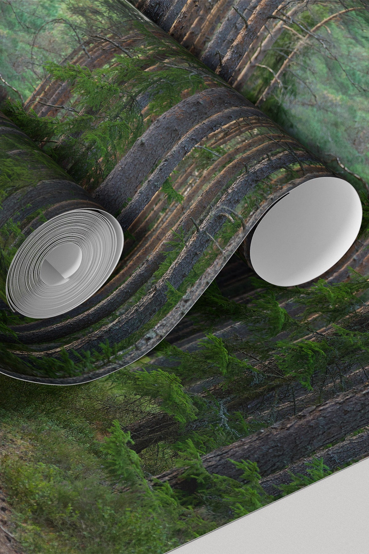 Enchanted Forest Pathway