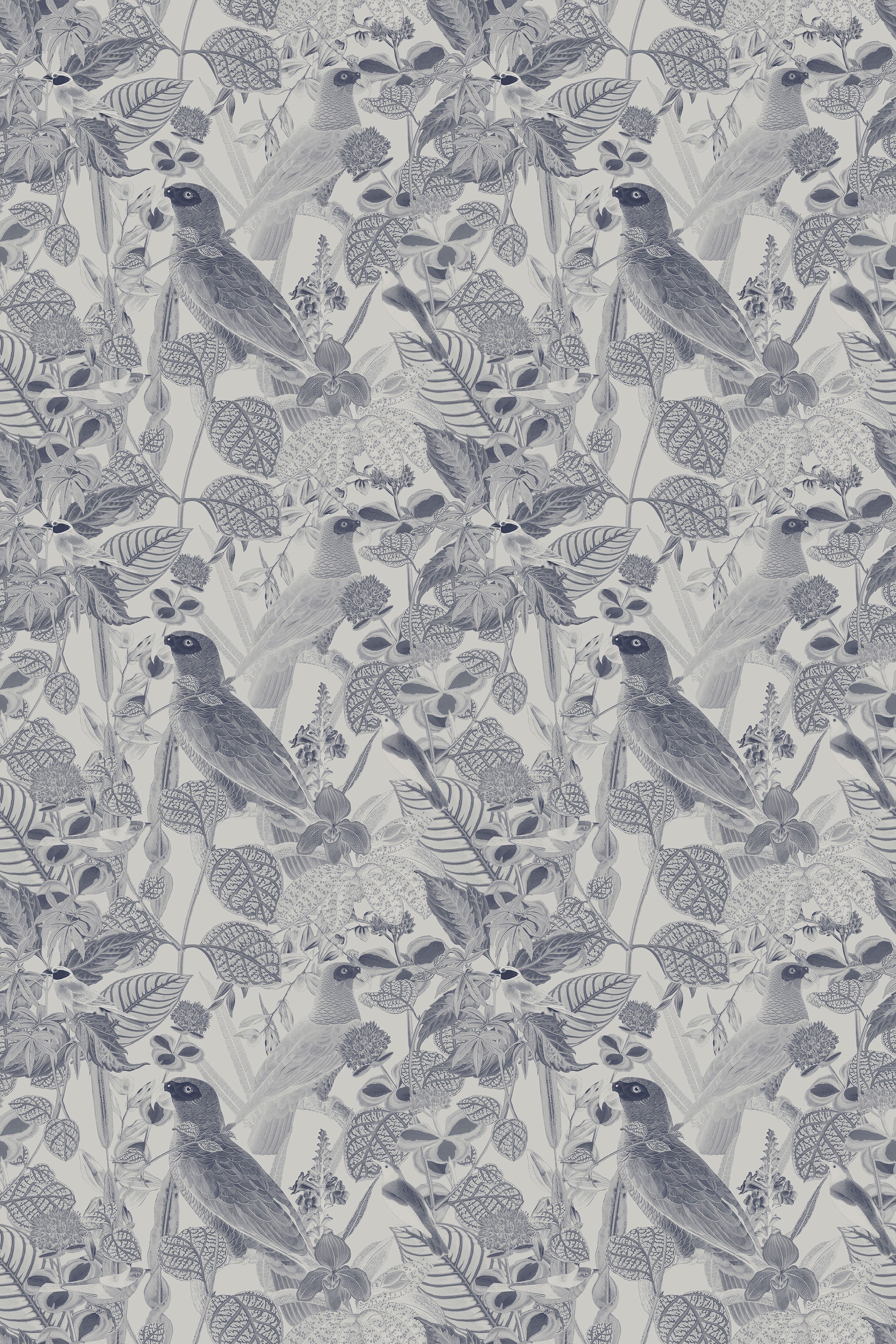 Rainforest of Congo / Gray