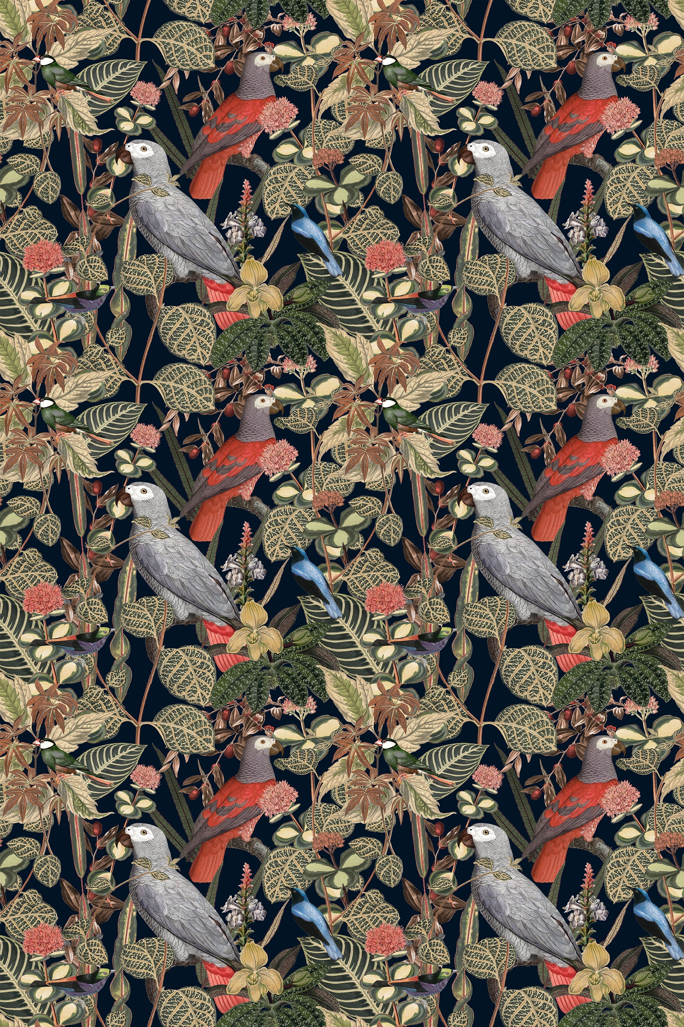 Rainforest of Congo / Navy