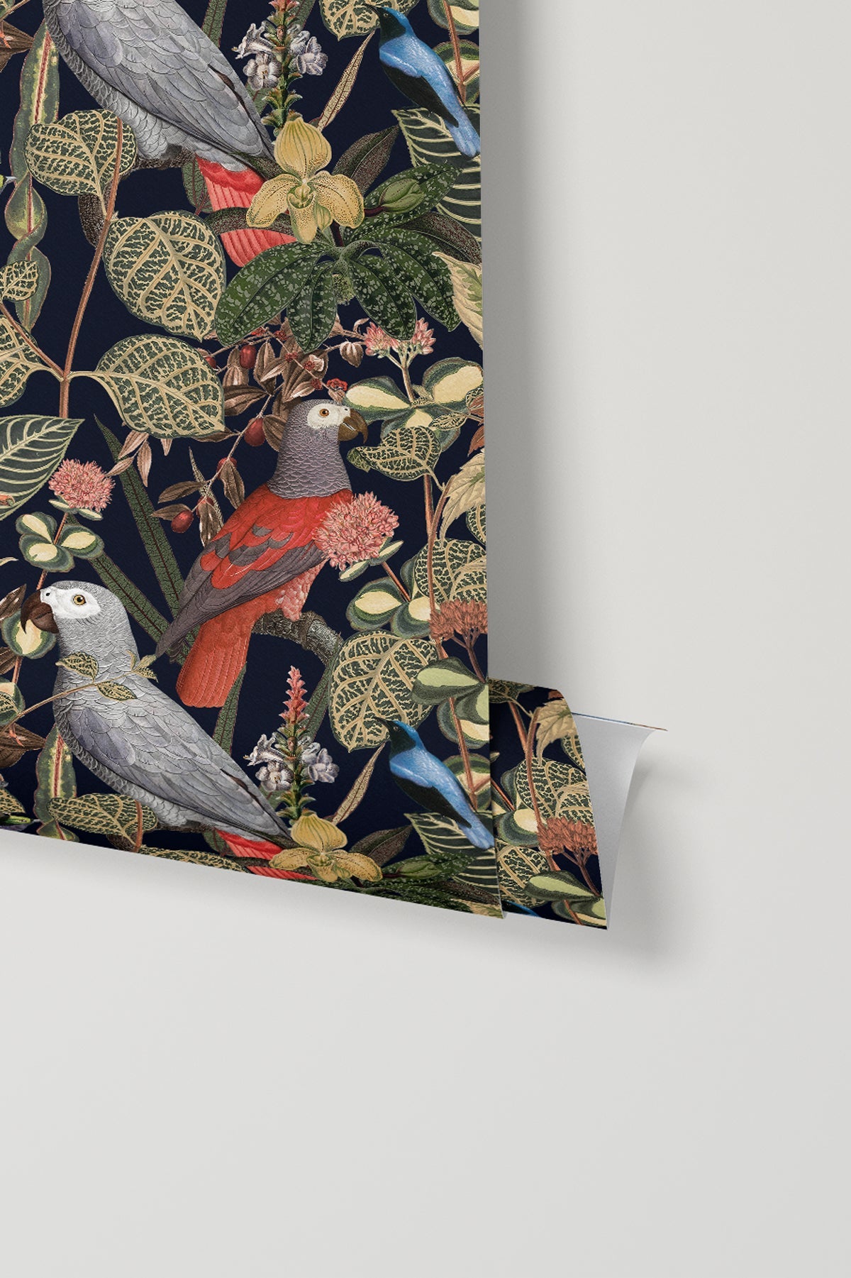 Rainforest of Congo / Navy