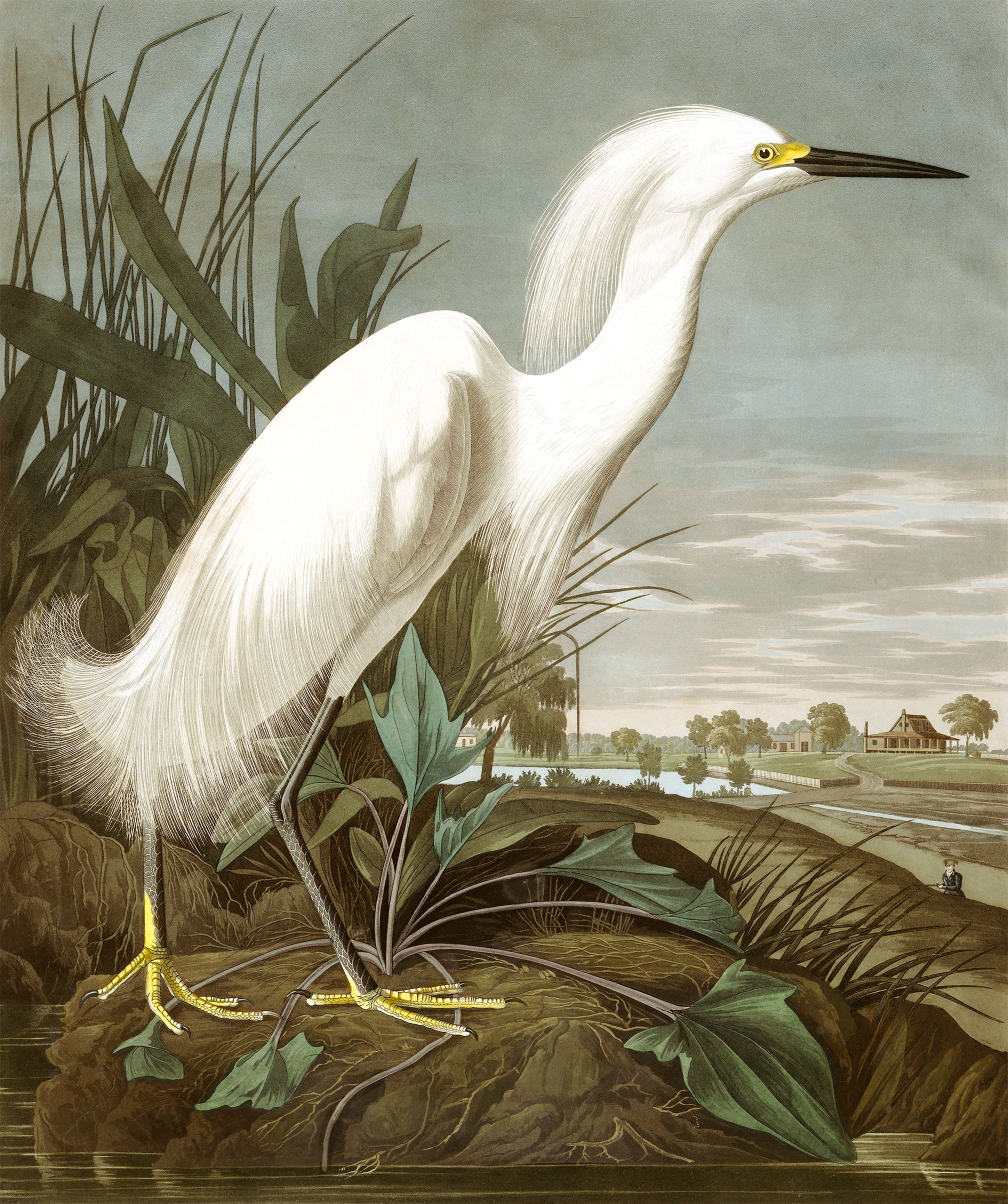 Snowy Heron