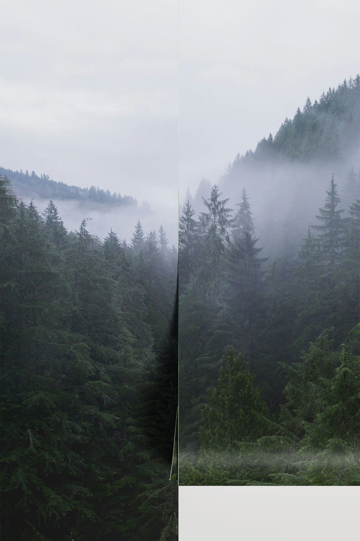 Misty Evergreen