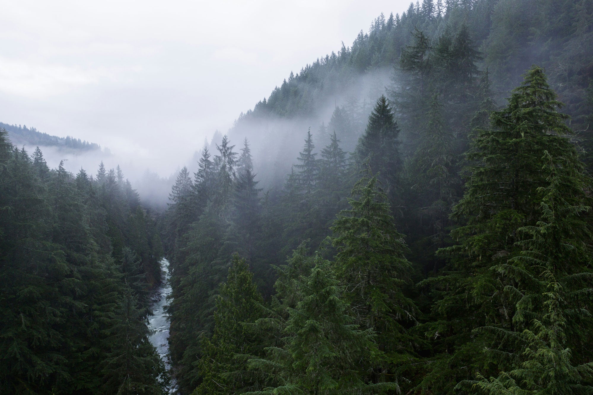 Misty Evergreen