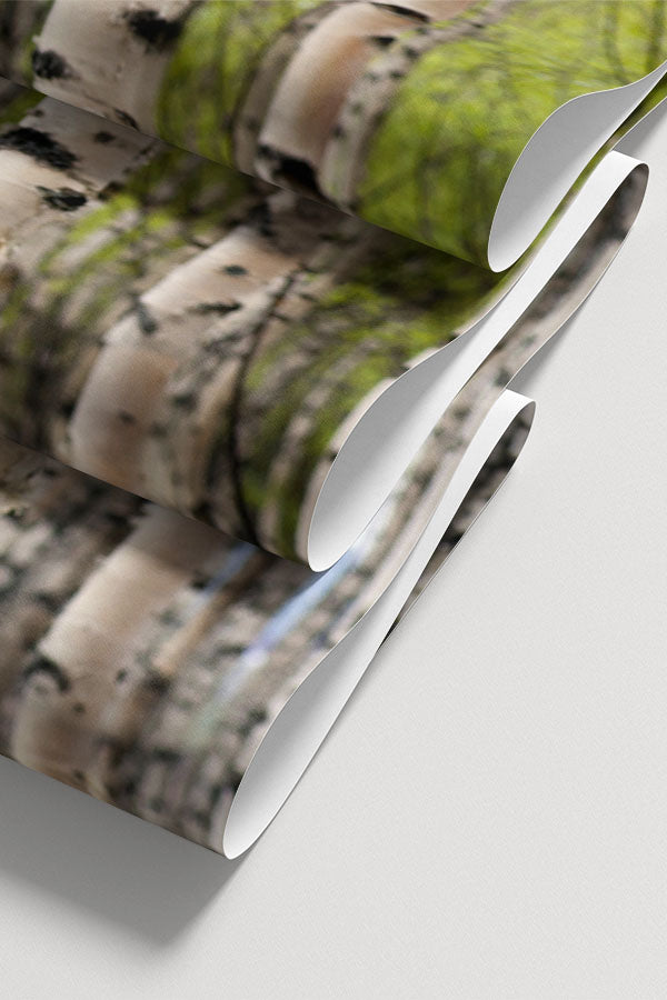 Grove of Birch Trees Wall Mural