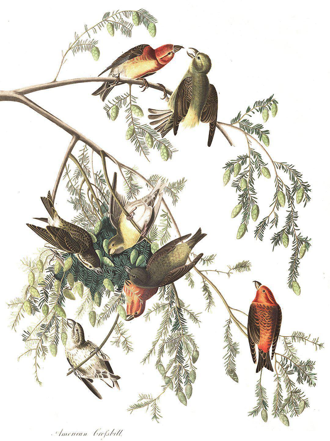 American Crossbill Birds Wall Mural-Wall Mural-Eazywallz