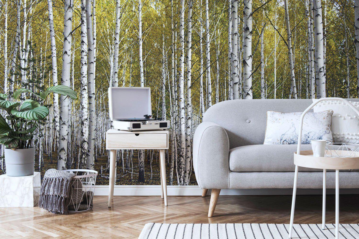 Autumn birch forest Wall Mural-Wall Mural-Eazywallz