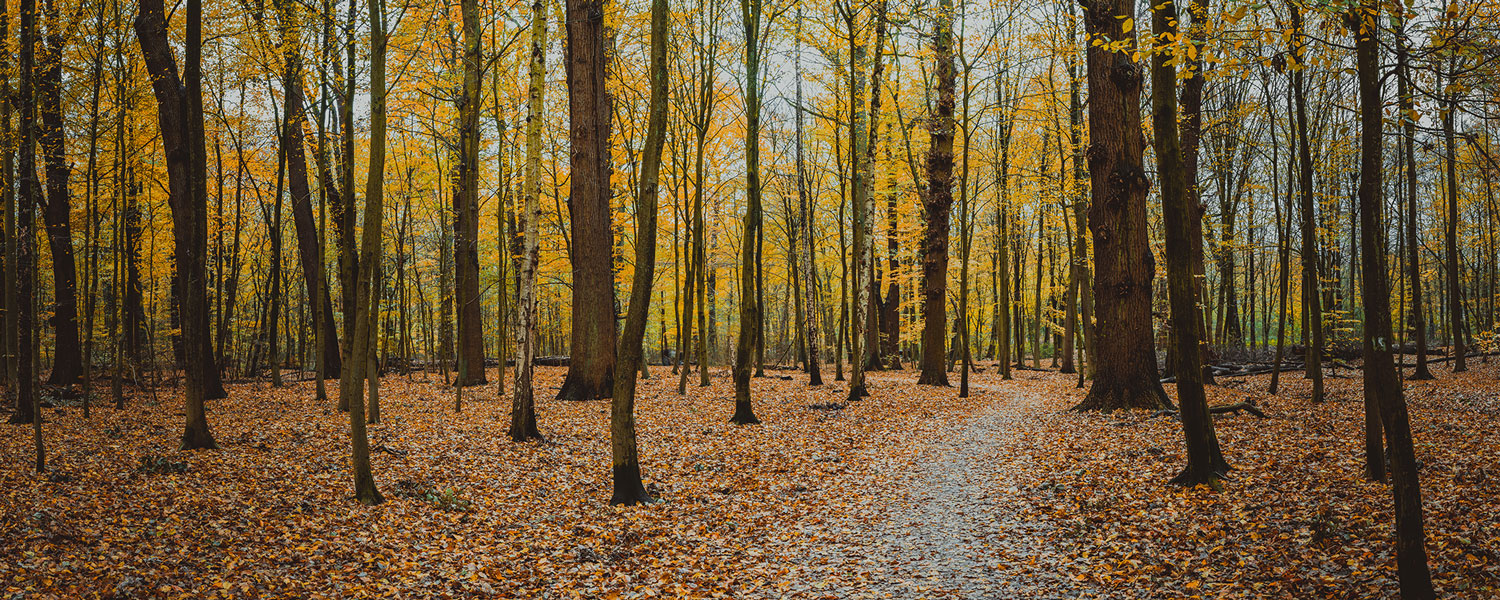 Calm Autumn Forest Wall Mural