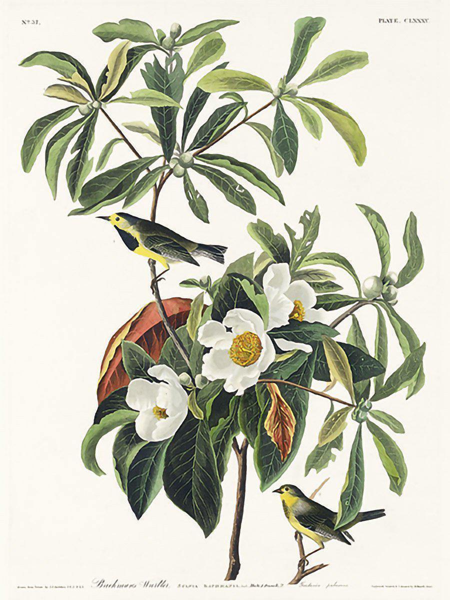 Bachman's Warbler Wall Mural-Wall Mural-Eazywallz