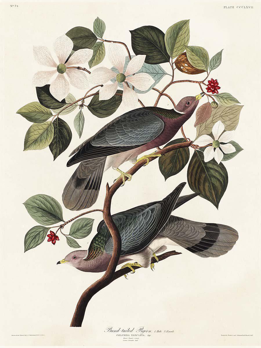 Band-tailed Pigeon Wall Mural-Wall Mural-Eazywallz