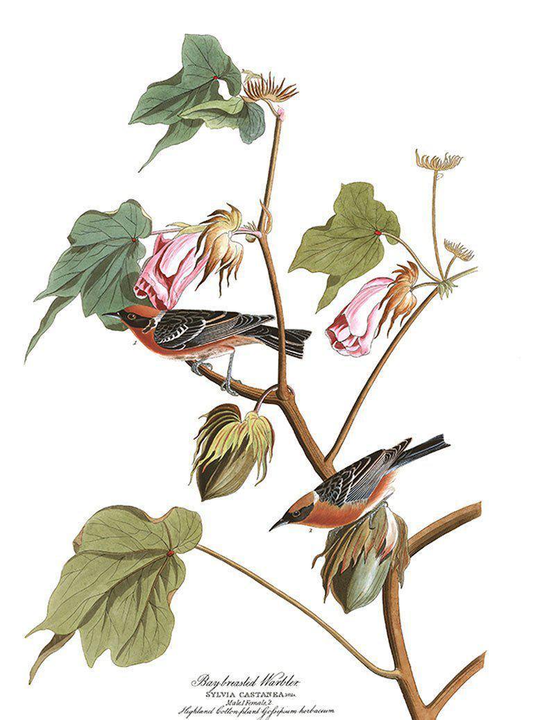 Bay Breasted Warbler Bird Wall Mural-Wall Mural-Eazywallz