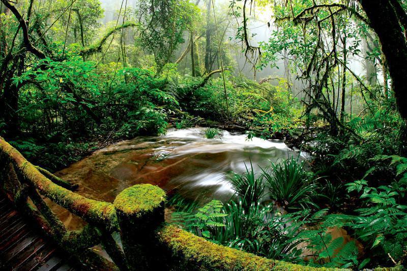 Beautiful rainforest Wall Mural-Wall Mural-Eazywallz