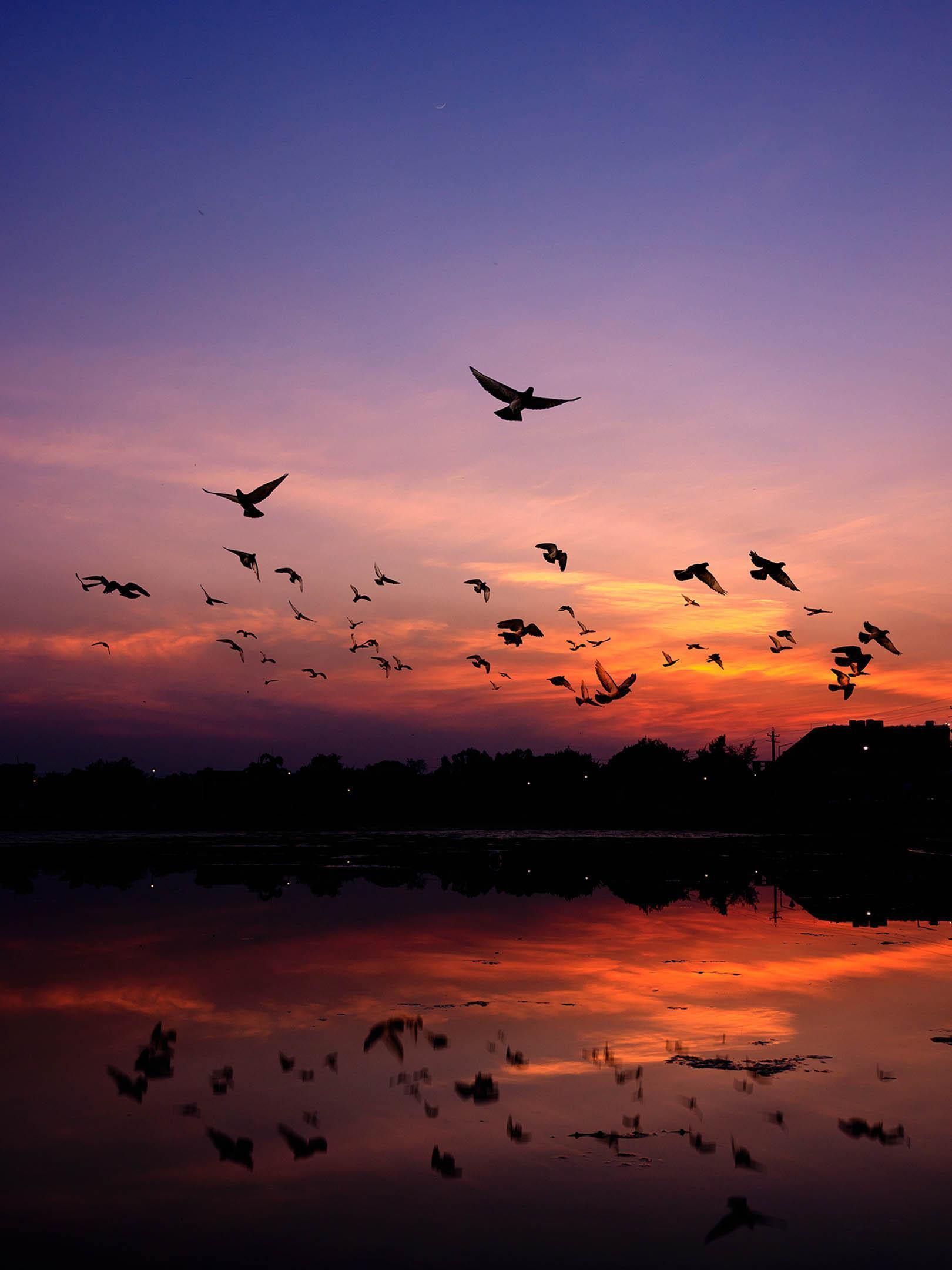Birds at Sunset Wall Mural-Wall Mural-Eazywallz