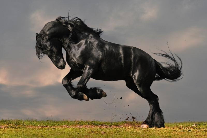 Black Stallion Wall Mural-Wall Mural-Eazywallz