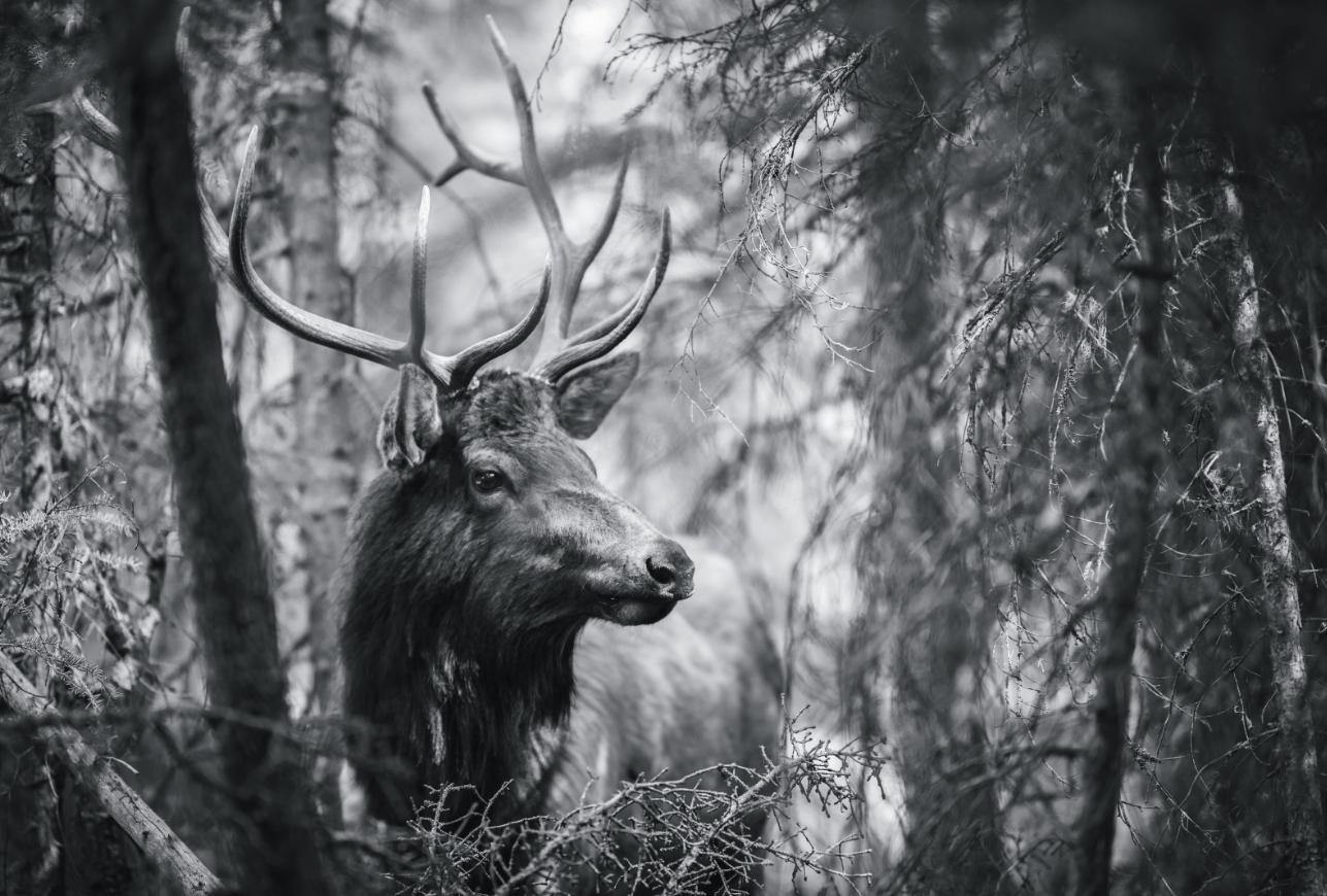 Black & White Deer in Forest Wall Mural-Wall Mural-Eazywallz