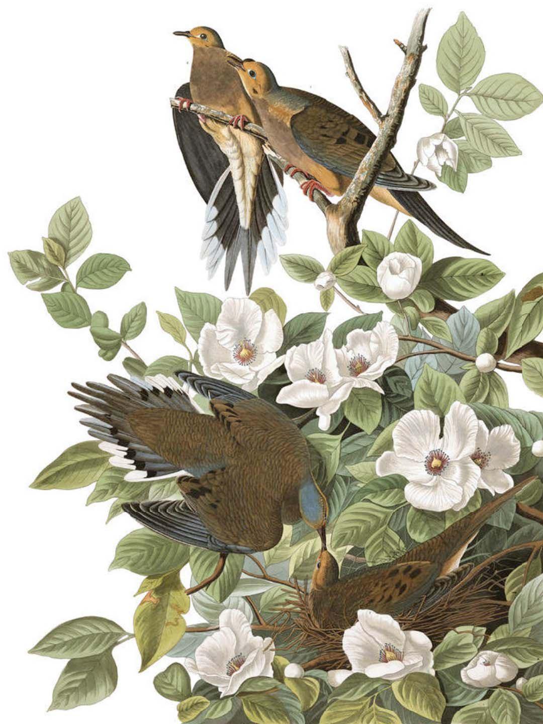 Carolina Pigeon Wall Mural Birds Of America Art Eazywallz carolina-pigeon-wall-mural-birds-of-america-art-eazywallz