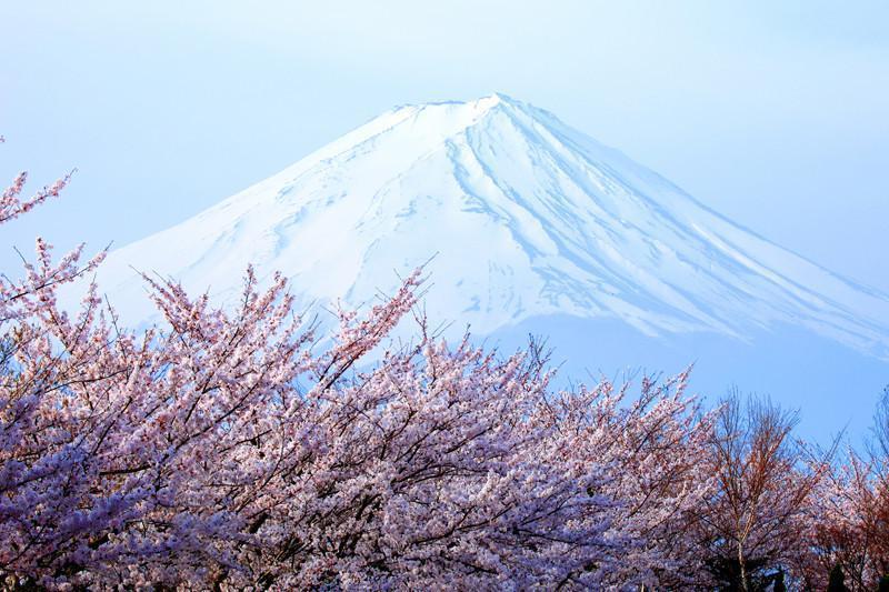 Cherry blossoms with Mount Fuji, japan Wall Mural-Wall Mural-Eazywallz
