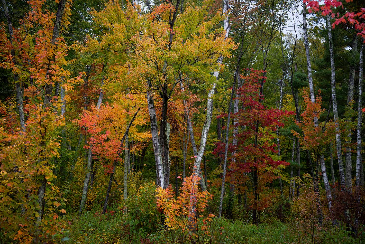Chippewa National Forest Wall Mural-Wall Mural-Eazywallz