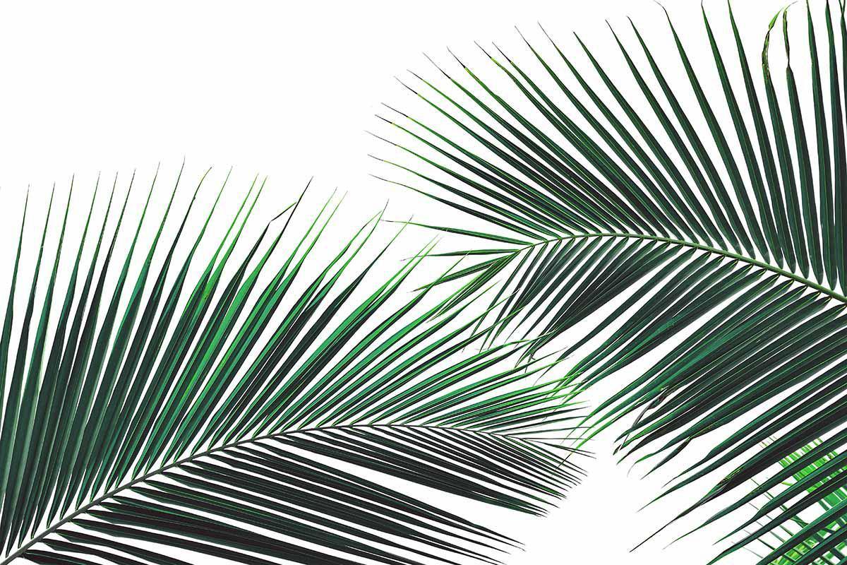 Coconut Palm Leaves Wall Mural