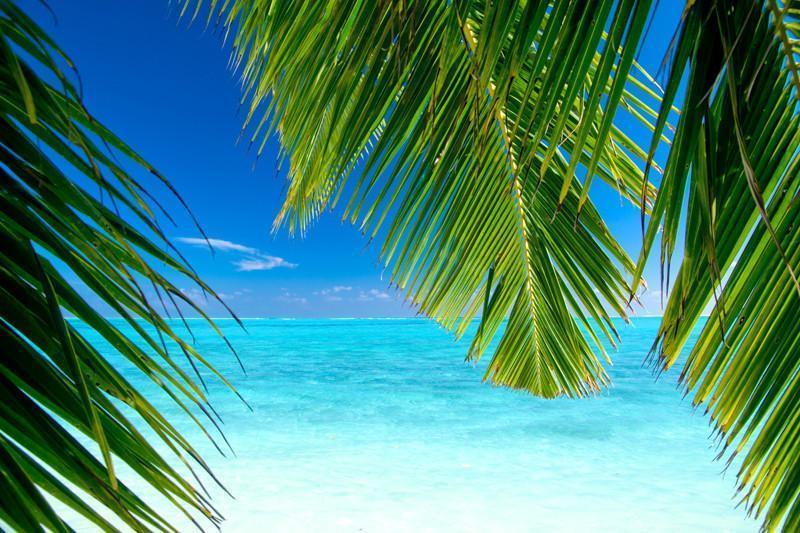 Coconut palm tree leaves Wall Mural-Wall Mural-Eazywallz