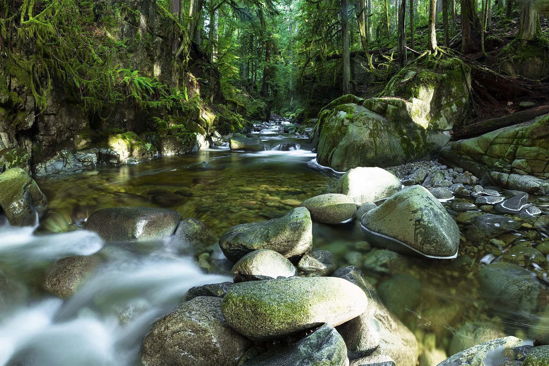 Cypress Creek Wall Mural-Wall Mural-Eazywallz